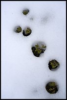 Plants emerging from snow, Snow Mountain Wilderness. Berryessa Snow Mountain National Monument, California, USA ( color)