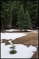 Fir sappling surrouned by snow patch, Snow Mountain Wilderness. Berryessa Snow Mountain National Monument, California, USA ( color)