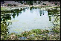 Pond with aquatic plants, Snow Mountain Wilderness. Berryessa Snow Mountain National Monument, California, USA ( color)
