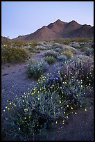 Annual desert wildflowers at dusk. Mojave Trails National Monument, California, USA ( color)