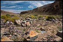 Desert wildflowers on Afton Canyon floor. Mojave Trails National Monument, California, USA ( color)
