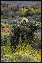 Yucca in bloom, Mission Creek. Sand to Snow National Monument, California, USA ( color)