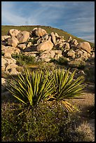 Yucca and boulders, Flat Top Butte. Sand to Snow National Monument, California, USA ( color)