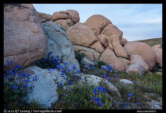 Wildflowers and boulders. Sand to Snow National Monument, California, USA (color)