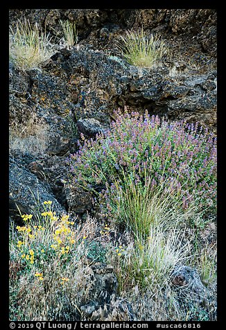 Wildflowers and lava, Fleener Chimneys. Lava Beds National Monument, California, USA