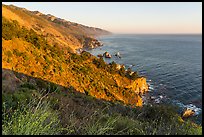 Blooms and costline from Partington Point at sunset. Big Sur, California, USA ( color)