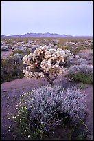 Wildflowers, Cholla cactus, Piute Mountains at dawn. Mojave Trails National Monument, California, USA ( color)