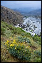 Brittlebush and Whitewater River valley. Sand to Snow National Monument, California, USA ( color)