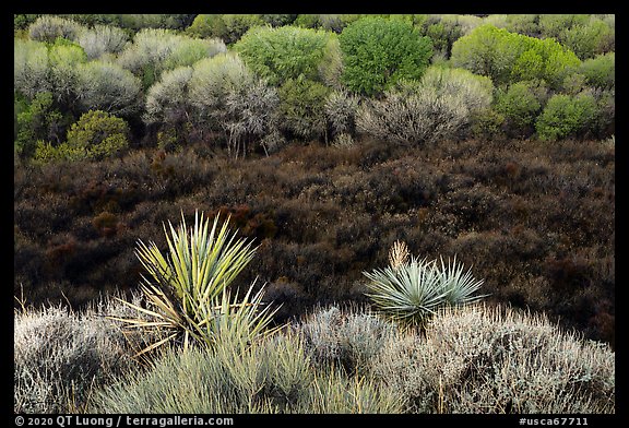 Yuccas, marsh area, and trees, Big Morongo Preserve. Sand to Snow National Monument, California, USA (color)