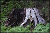 Sequoia stump, Indian Basin. Giant Sequoia National Monument, Sequoia National Forest, California, USA ( color)