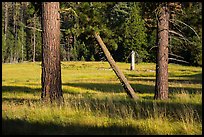 Pine trees in meadow, Indian Basin. Giant Sequoia National Monument, Sequoia National Forest, California, USA ( color)