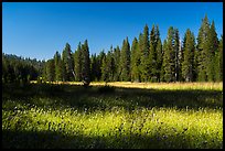 Big Meadows. Giant Sequoia National Monument, Sequoia National Forest, California, USA ( color)
