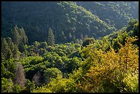 Dense springtime vegetation on Tule River Valley slopes. Giant Sequoia National Monument, Sequoia National Forest, California, USA ( color)