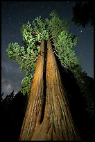 Twin sequoia trees and starry sky, Long Meadow Grove. Giant Sequoia National Monument, Sequoia National Forest, California, USA ( color)