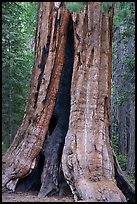 Base of Giant Sequoia tree with fire scar, Long Meadow Grove. Giant Sequoia National Monument, Sequoia National Forest, California, USA ( color)