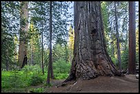 Giant sequoia tree, Long Meadow Grove. Giant Sequoia National Monument, Sequoia National Forest, California, USA ( color)