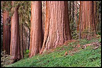 Base of giant sequoias, McIntyre Grove. Giant Sequoia National Monument, Sequoia National Forest, California, USA ( color)