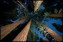 Looking up giant sequoia trees at night, McIntyre Grove. Giant Sequoia National Monument, Sequoia National Forest, California, USA ( color)
