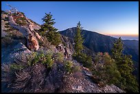 Wildflowers and trees on Mt Baldy Devils Backbone ridge at dawn. San Gabriel Mountains National Monument, California, USA ( color)