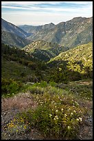 Wildflowers and Rattlesnake Peak. San Gabriel Mountains National Monument, California, USA ( color)