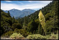 Agave in bloom, Pine Mountain, and Mount San Antonio. San Gabriel Mountains National Monument, California, USA ( color)