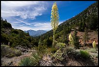 Agaves in bloom, Pine Mountain, and Mount San Antonio from Vincent Gap. San Gabriel Mountains National Monument, California, USA ( color)