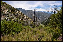 Chaparal with wildflowers and burned trees. San Gabriel Mountains National Monument, California, USA ( color)