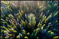 Aerial view of Boole Tree sequoia among pine trees. Giant Sequoia National Monument, Sequoia National Forest, California, USA ( color)