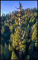 Aerial view of Boole Tree crown. Giant Sequoia National Monument, Sequoia National Forest, California, USA ( color)