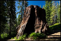 Chicago Stump, Converse Basin. Giant Sequoia National Monument, Sequoia National Forest, California, USA ( color)