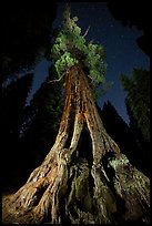 Boole Tree from the base and stars. Giant Sequoia National Monument, Sequoia National Forest, California, USA ( color)
