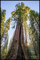 Boole Tree and sunstar. Giant Sequoia National Monument, Sequoia National Forest, California, USA ( color)