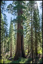 Giant sequoia (Boole Tree) in forest, Converse Basin Grove. Giant Sequoia National Monument, Sequoia National Forest, California, USA ( color)