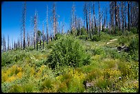 Wildflowers and burned trees. Giant Sequoia National Monument, Sequoia National Forest, California, USA ( color)