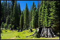 Stump Meadow. Giant Sequoia National Monument, Sequoia National Forest, California, USA ( color)