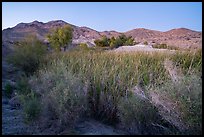 Desert riparian environment in Bonanza Springs. Mojave Trails National Monument, California, USA ( color)