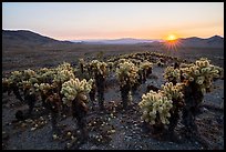 Sunset over dense stands of Bigelow Cholla cactus (Opuntia bigelovii). Mojave Trails National Monument, California, USA ( color)