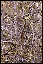 Tree with multiple branches just leafing out. San Gabriel Mountains National Monument, California, USA ( color)