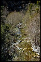 San Gabriel River flowing between trees with new leaves. San Gabriel Mountains National Monument, California, USA ( color)