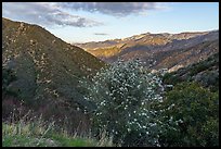 Flowering shurbs and Twin Peaks at sunrise. San Gabriel Mountains National Monument, California, USA ( color)