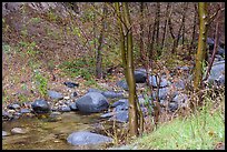 Arroyo Seco flowing in lush riparian environment. San Gabriel Mountains National Monument, California, USA ( color)