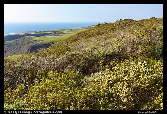 Shrubs on marine coastal terraces. Cotoni-Coast Dairies Unit, California Coastal National Monument, California, USA