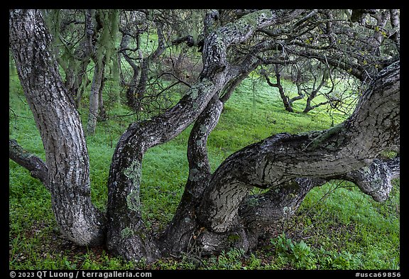 Oak trees and Spanish Moss near Creekside Terrace. California, USA (color)
