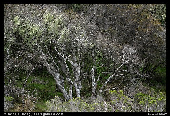 Bare tree in forest. California, USA (color)