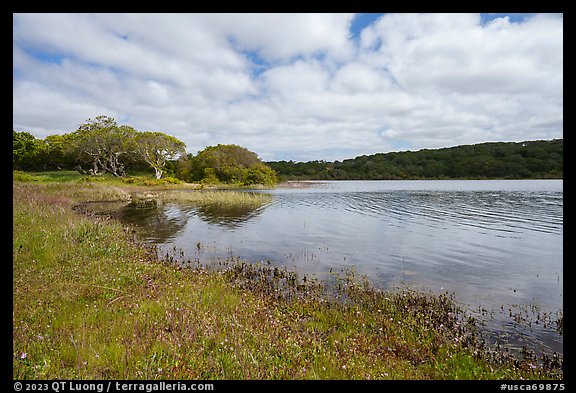 Pond borded by coast live oak trees in the spring. California, USA