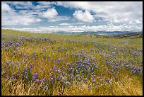 Carpet of lupine flowers. California, USA ( color)