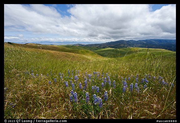 Grasses and lupine on hills. California, USA (color)