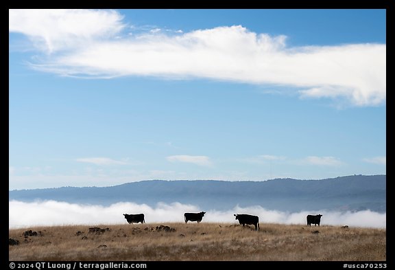 Cows and low fog over South Coyote Valley, Coyote Ridge Open Space Preserve. California, USA (color)