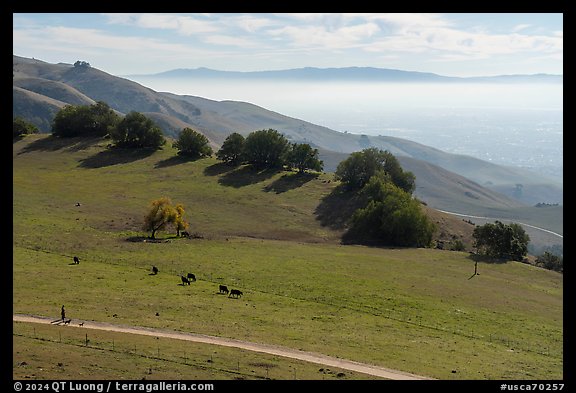Trail, pasture with cows, Silicon Valley, Mission Peak Regional Preserve. California, USA