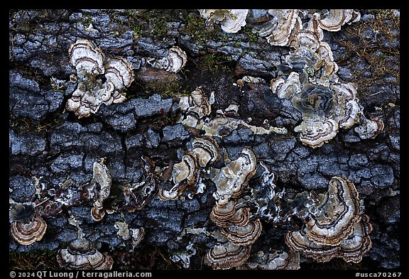 Mushrooms on log, Uvas Canyon County Park. California, USA